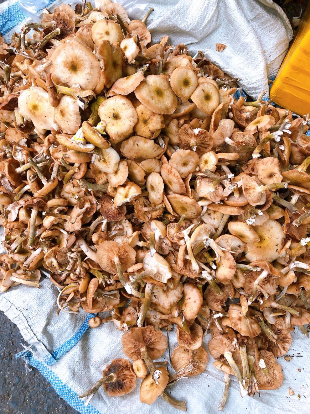 东北榛蘑干小鸡炖蘑菇长白山榛蘑干货无根榛蘑小草蘑500g【图片 价格