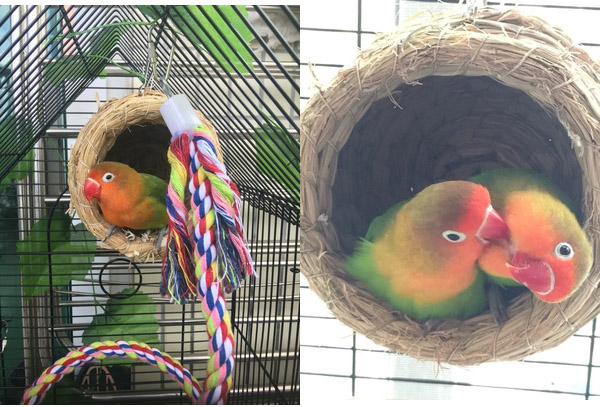 手工草编窝 鸟窝草窝 虎皮牡丹玄凤鹦鹉窝巢 小鸟窝 繁殖窝 大号