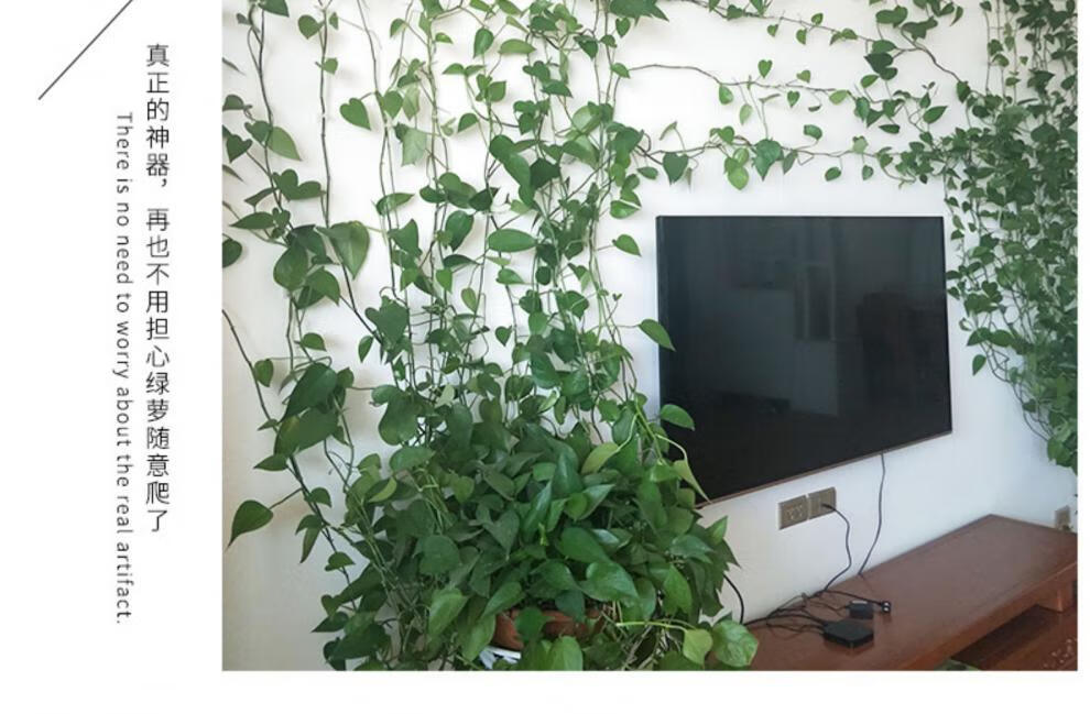 绿萝爬墙固定器家用绿箩墙上攀爬壁绿植挂夹无痕定型卡扣挂钩神器 kl