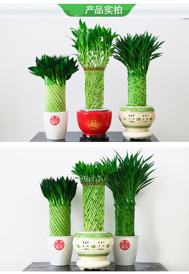 文昌竹乔迁带礼富贵竹植物水养文昌竹客厅室内四季大型绿植花卉盆栽初