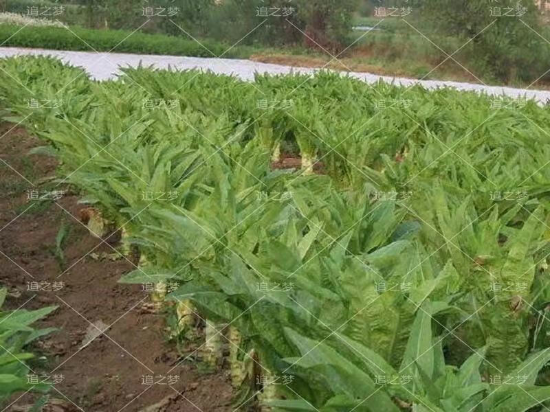 萵筍種子四季綠肉耐熱耐寒高產尖葉紅皮特大香萵筍脆嫩萵苣蔬菜種量大