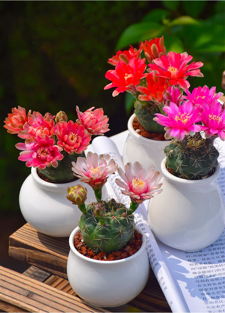仙人球绯花玉花苞仙人掌类多肉绿植物桌面花卉小盆栽 花仙子直径6-8