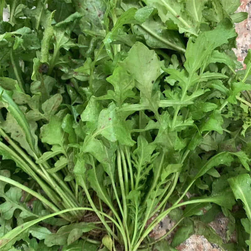 fghch 湖北农村老奶奶现挖新鲜荠菜花地菜花芨芨菜花泡水煮鸡蛋 荠菜