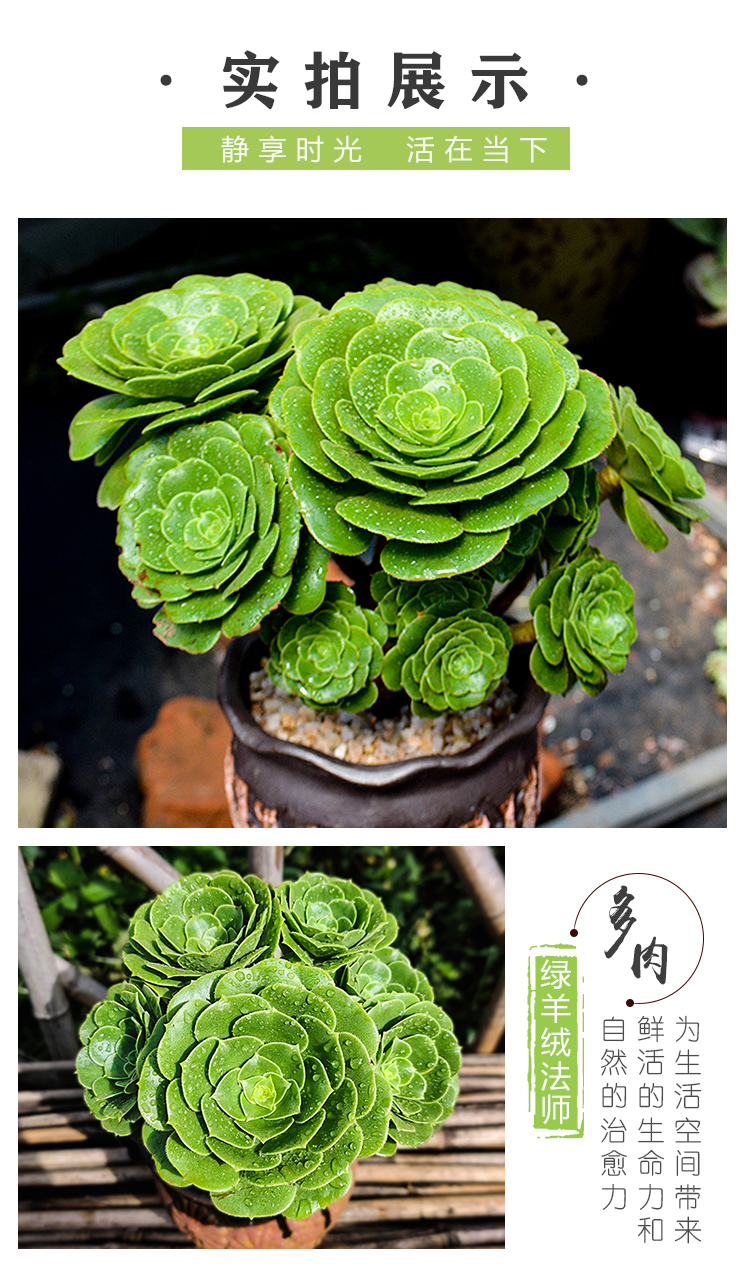 绿羊绒法师老桩多头大颗肉肉植物稀有品种大绿法师稀有品种绿羊绒法师