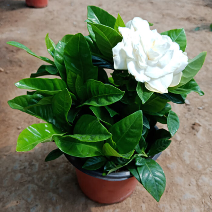 中梦盆栽栀子花大叶小叶牡丹栀子花浓香型庭院室内四季栀子花苗带花苞