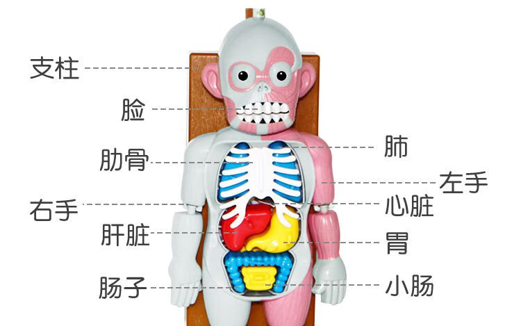 人体器官模型玩具科学区小制作diy材料实验创意小学生幼儿园区角