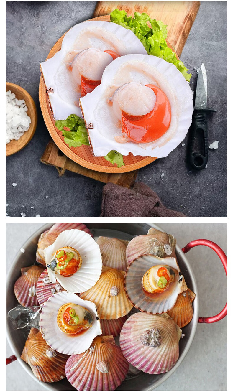 【5斤活小红贝】鲜活扇贝港湾贝新鲜带壳扇贝肉贝类烧烤【图片 价格