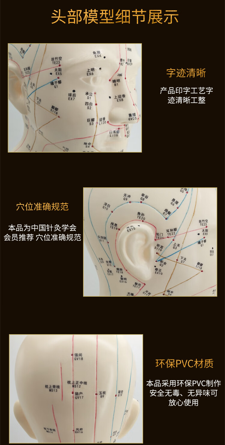 骏航头部穴位模型中医用人体经络图教学大头部四功能针灸腧穴模型