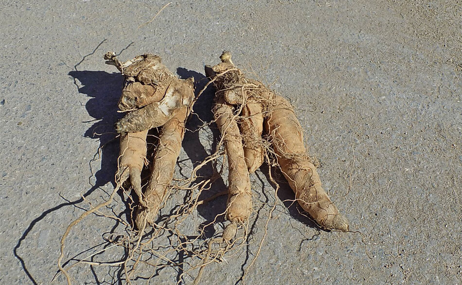 玄参 代打玄参粉中药材浙江磐安产浙玄参片(加急发货) 500g