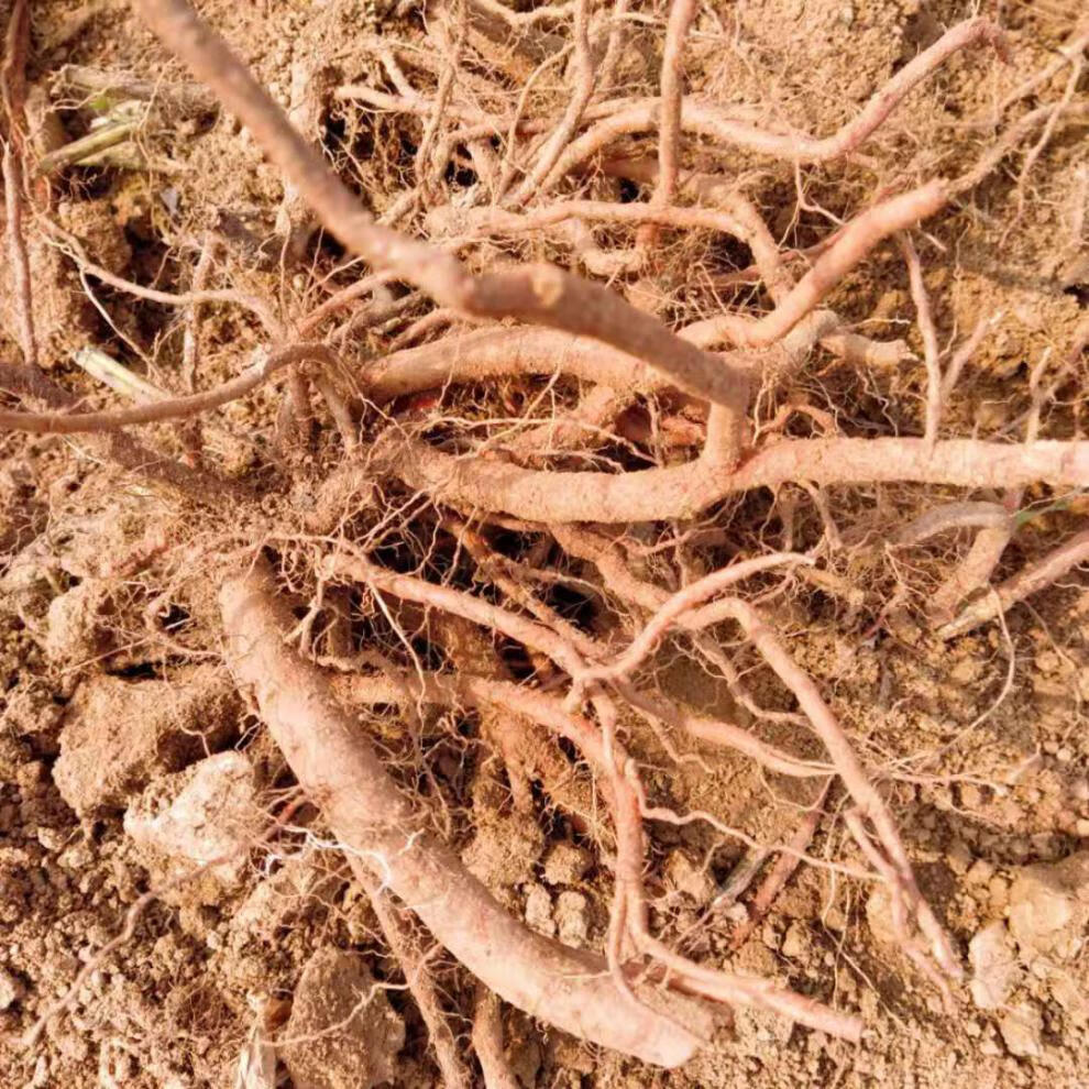 野黄芩新鲜中草药材整颗新货干黄芩现采挖特级茶泡水 5斤鲜黄芩【图片