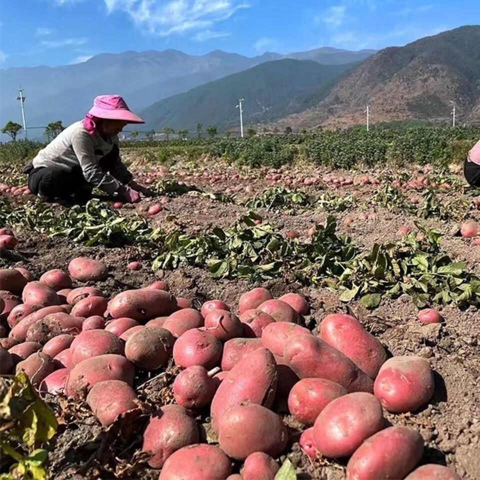 年货精选当季现挖新鲜土豆红皮黄心大土豆粉面糯马铃薯洋芋510斤土豆