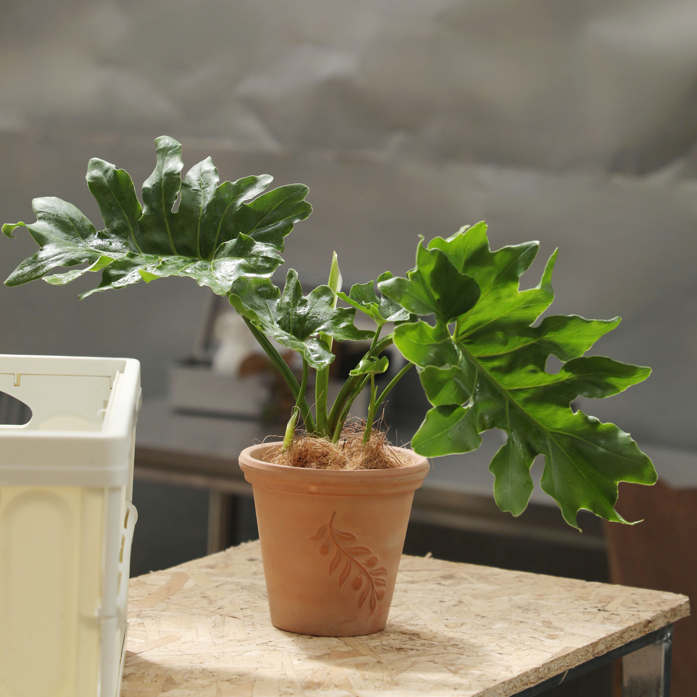 春羽蔓绿绒室内桌面阳台绿植植物水培水养绿植 大号春羽城市线条深灰