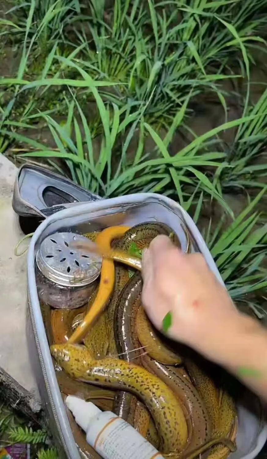 【京喜爆护】鳝鱼诱食剂鳝家大娃饵料姨妈红小药户外钓鱼龙虾泥鳅引诱