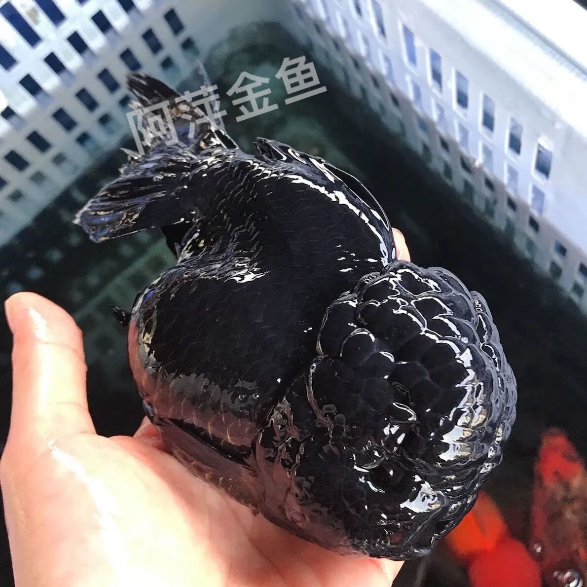 精品纯黑狮子头金鱼活体观赏鱼水族宠物国狮冷淡水鱼招财国粹包活 2条
