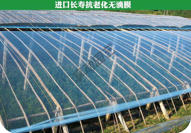 加厚无滴膜po膜进口大棚膜蔬菜保温透明塑料薄膜养殖黑白膜抗老化