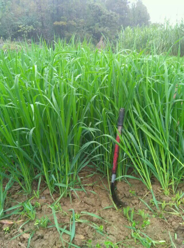 进口高产型燕麦种子牧草型燕麦种子牛羊猪兔高产牧草种子高产饲料