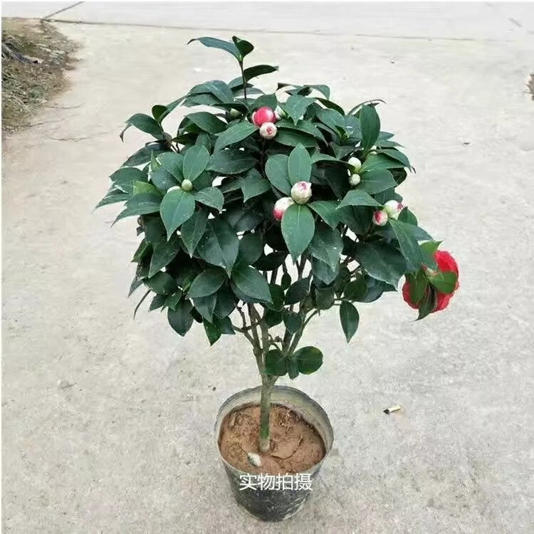 8，【現發】六角大紅赤丹茶花樹苗耐寒耐熱室內花卉盆栽四季綠植室外 大紅二年苗單枝條