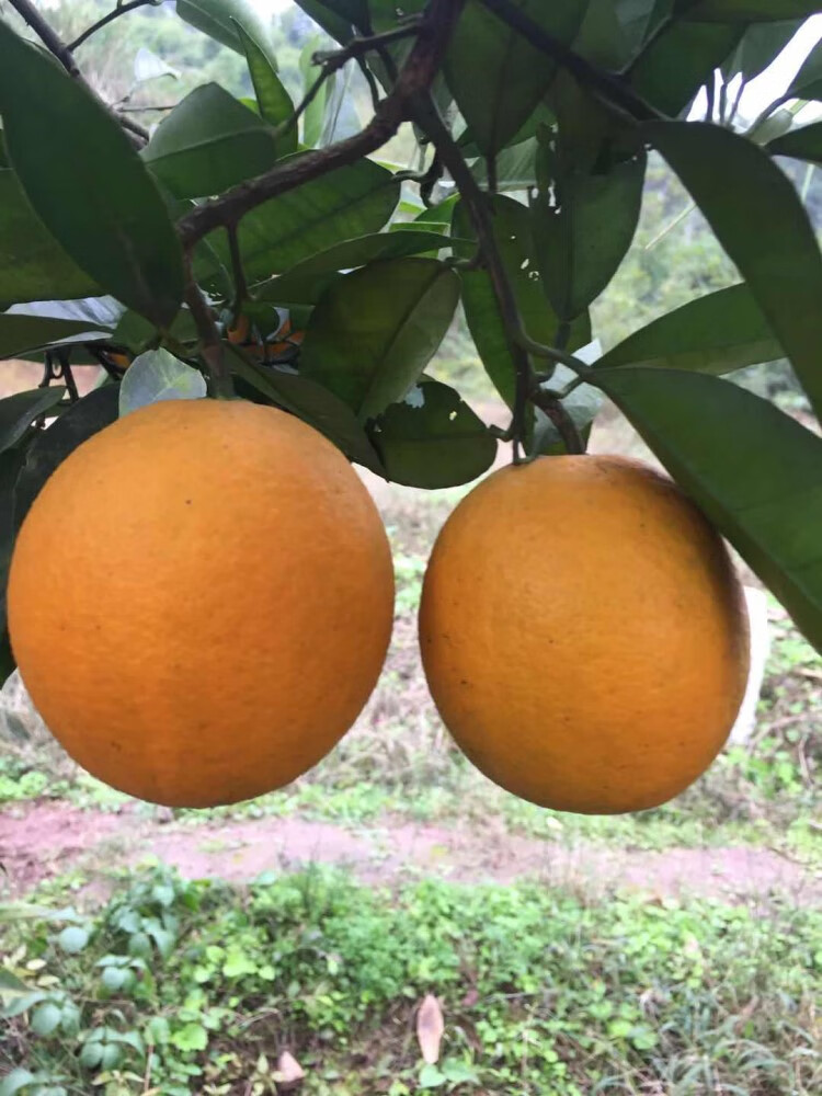 时染shiran正宗土广柑重庆老品种广柑泡酒鹅蛋广柑新鲜时令水果橙子5
