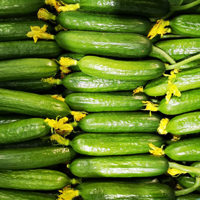 新鲜嫩黄瓜新鲜青瓜小黄瓜荷兰当季水果新鲜时令蔬菜生吃团建生鲜 3