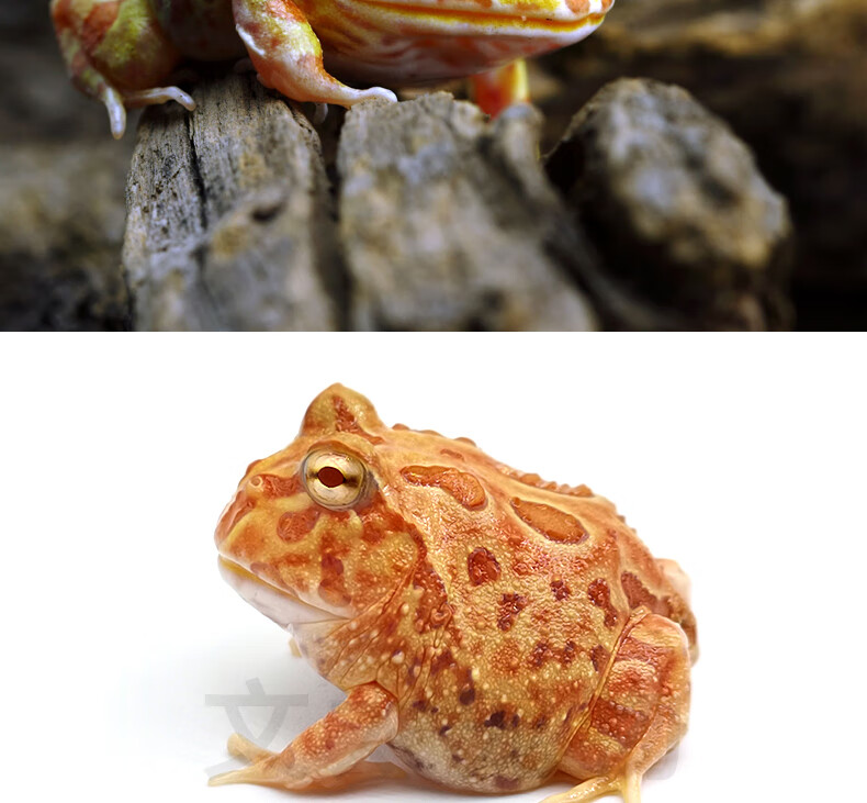 角蛙爬宠两栖宠物青蛙蝌蚪绿角蛙黄金角蛙观赏 皮卡丘