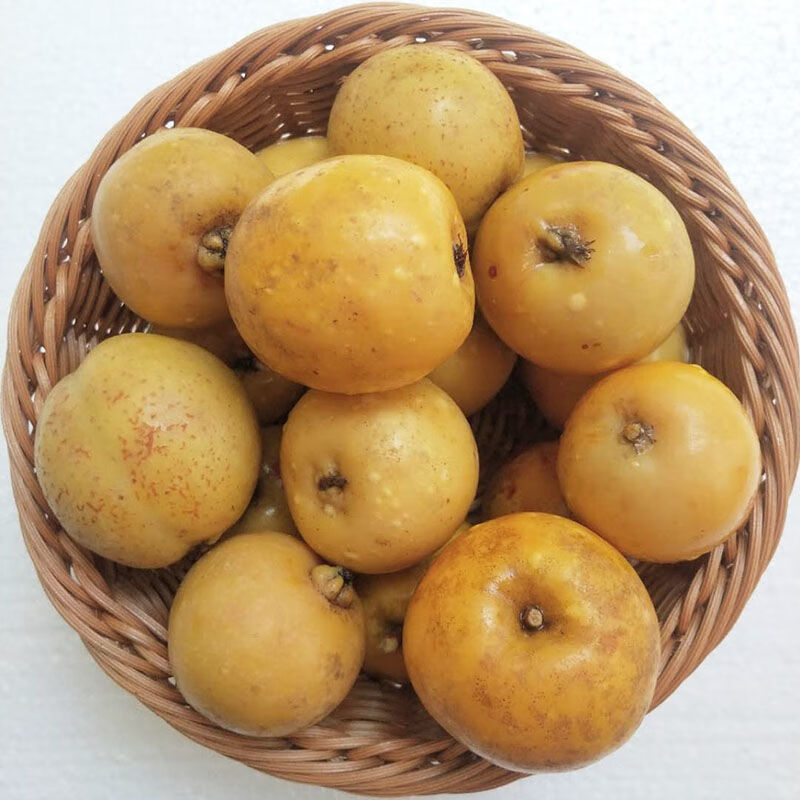 多依渣子果 辣椒面云南临沧特产新鲜泡酸多依果野生水果孕妇酸果 4斤