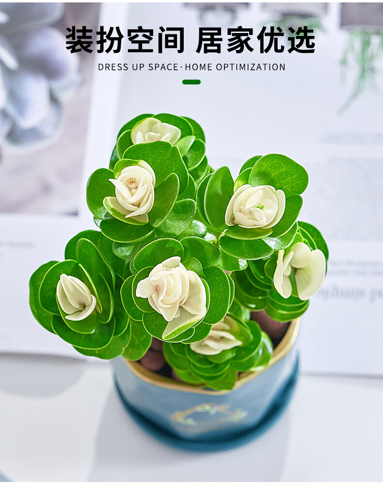 柒悦栖带锦多肉植物盆栽花卉室内花招财盆景办公室防辐射绿植推荐3年