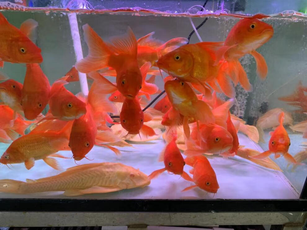 嘉瑰火红蝴蝶鲤冷水鱼球体锦鲤红色贵妃龙凤蝶鲤大鳍长尾观赏鱼苗活体