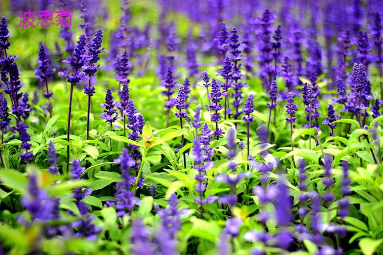 波思菊一串蓝花种子太平洋蓝花鼠尾草种籽园林道路景观绿化花卉阳台