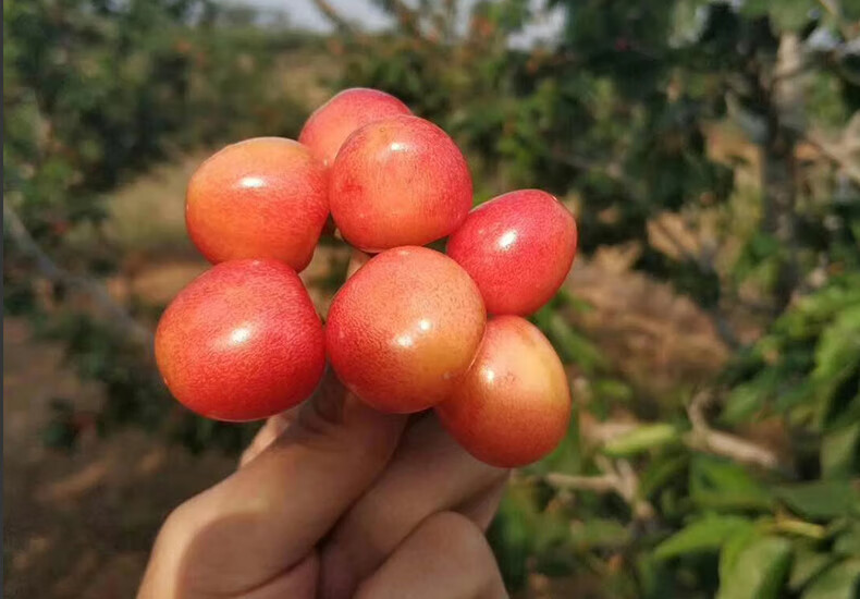 现摘山东烟台黄水晶大樱桃5斤新鲜水果当季 1000g 大果