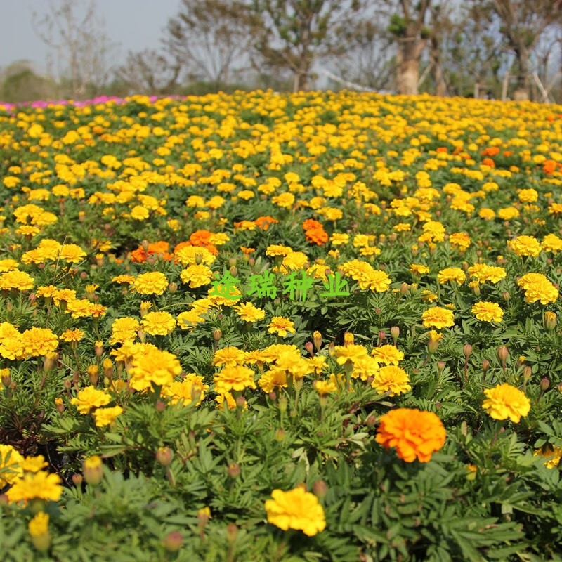 美国panamerican*鸿运重瓣孔雀草进口菊花种子室内四季种新手易活