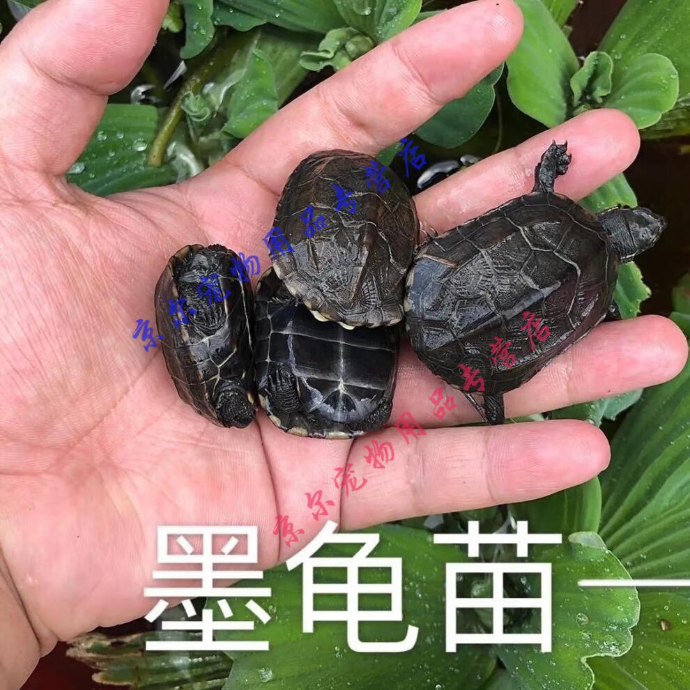 天弗黑腹墨龟苗活体全黑小乌龟外塘中华草龟苗长寿顶墨苗黑腹草龟单身