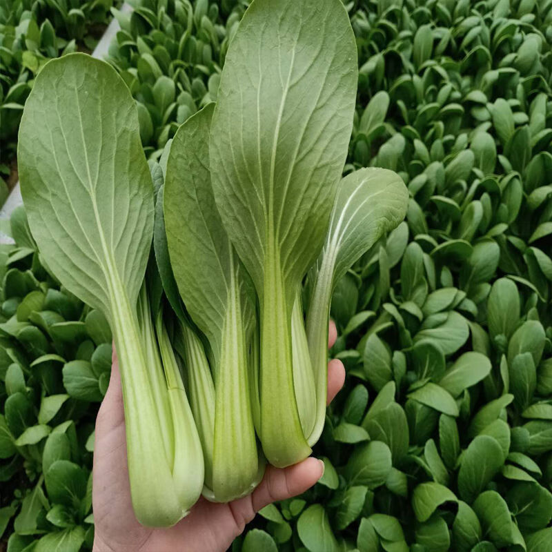 新鲜小油菜当季新鲜蔬菜小油菜青小白菜4斤现采现发小油菜净四斤泡沫
