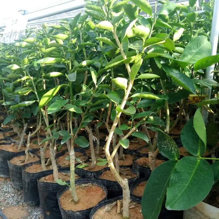 广东香水柠檬苗 黄金无籽青四季广东柠檬树苗嫁接南方种当年结果树