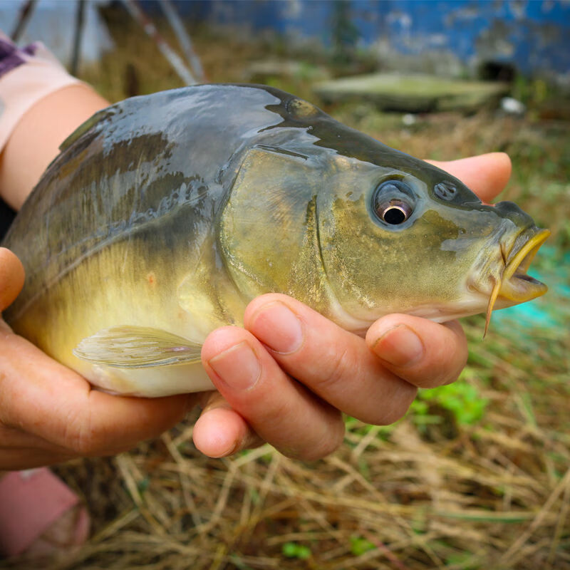 荣郁裸鲤无甲鲤鱼裸斑小鱼苗淡水养殖食用好养冷水耐活耐低温四川批发