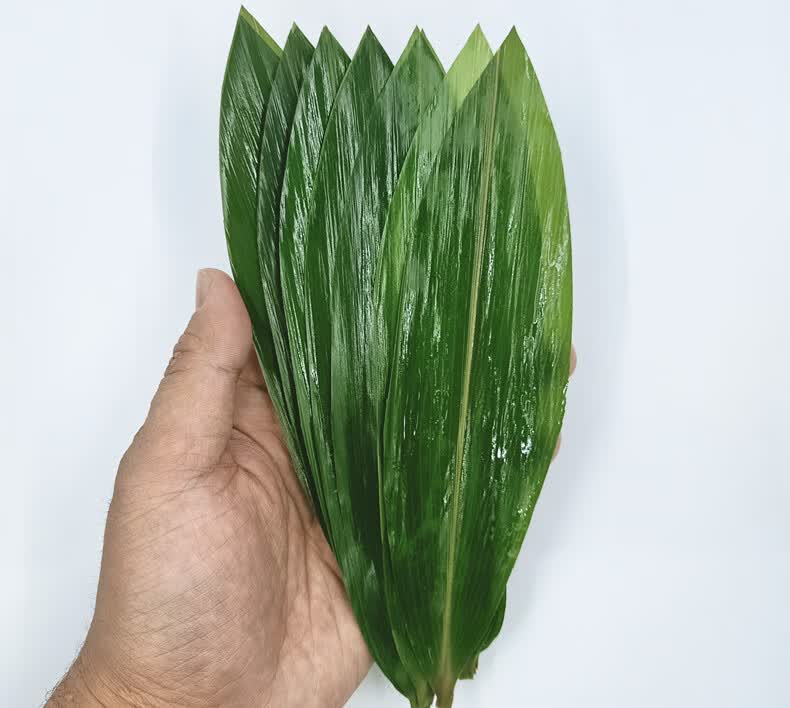 新鲜箬叶寿司料理烤肉摆盘装饰青竹叶小粽叶粽子叶100片宽89厘米长约
