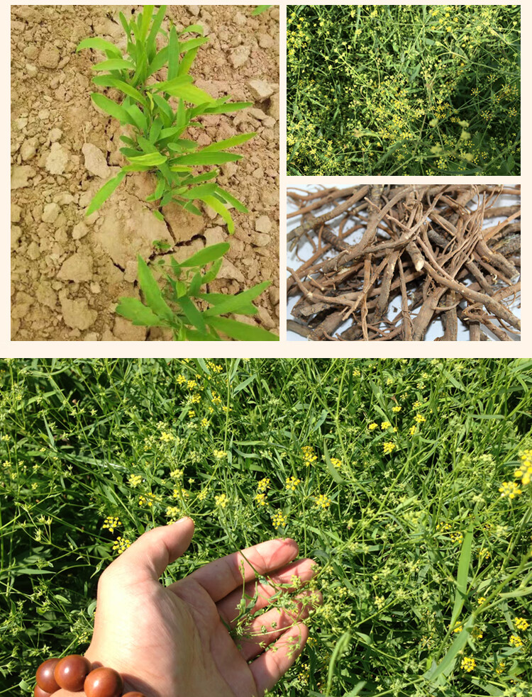 余香菀 种子中草药柴胡种籽中药材31号黄黑柴胡种植苗 黑柴胡种子半斤