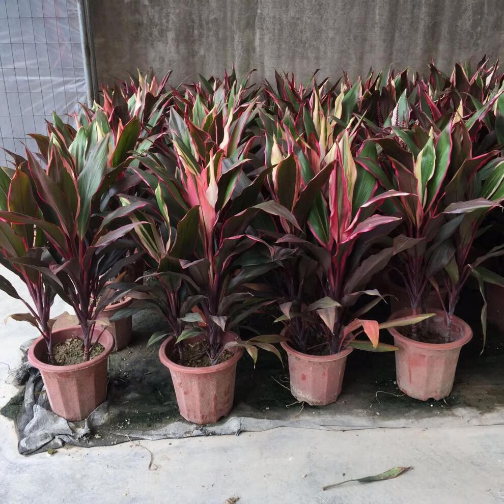 园艺朱蕉 红叶植物盆栽 富贵竹红铁紫竹庭院绿植可水培 高约75厘米
