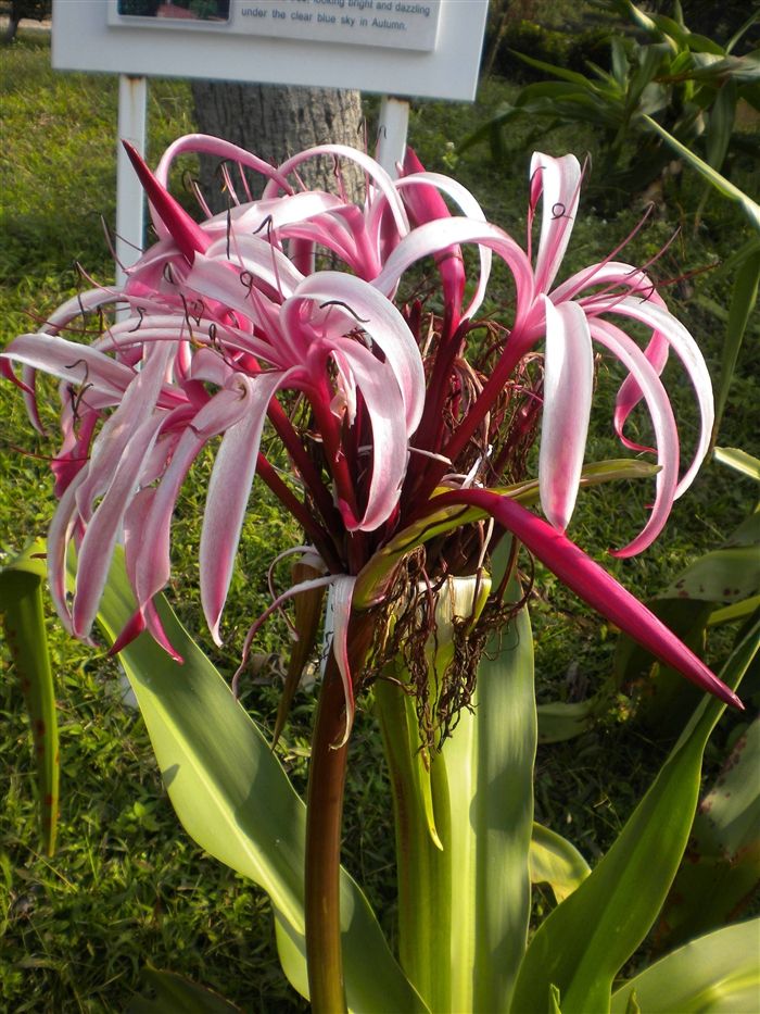 文殊兰盆栽 文殊兰香殊兰种球根室内盆栽花卉绿色原生植物 文殊兰种