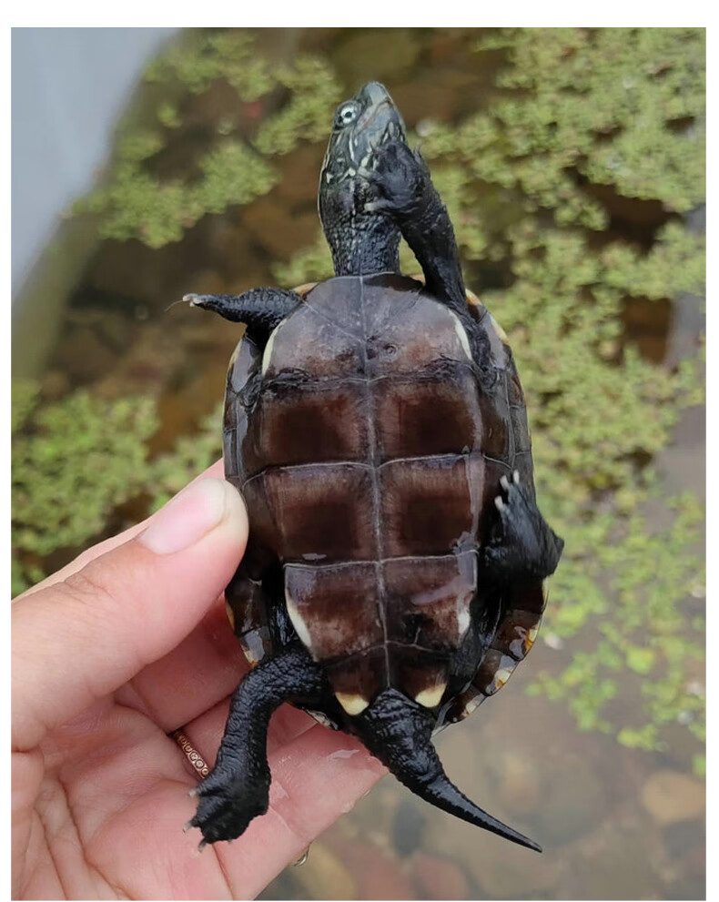 墨龟纯种全黑乌龟掌中宝黑腹草龟苗乌龟活物镇宅顶墨半墨全墨 4-5厘米