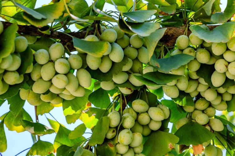 银杏树苗大树苗银杏树活苗大树庭院结果白果苗南北方地栽盆栽种植特大