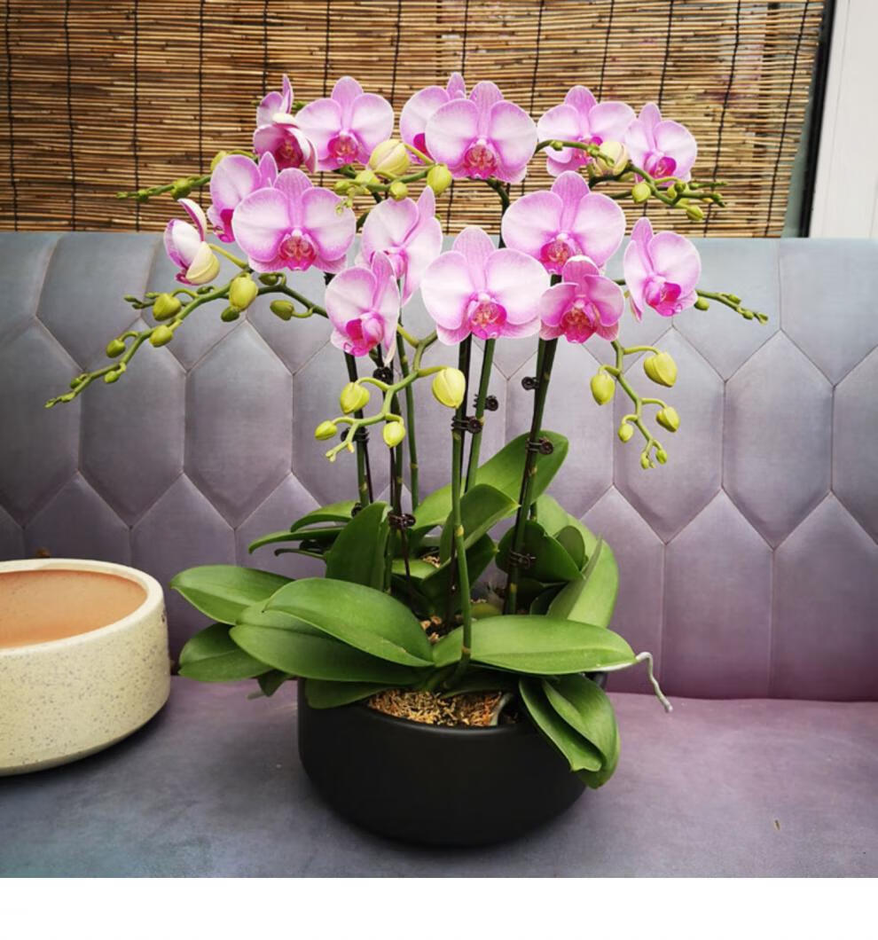 蝴蝶兰鲜花盆栽室内花卉兰花商务开业乔迁礼品带花苏州同城送货 大