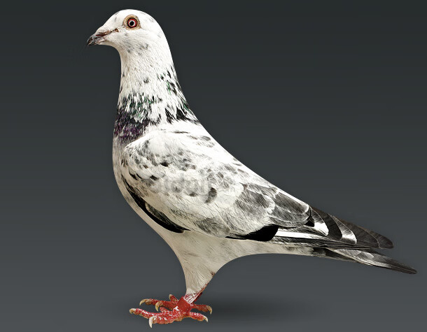 火凤凰鸽子活体一对红雨点瓦灰麒麟花信鸽大鼻子种鸽幼鸽青年 瓦灰