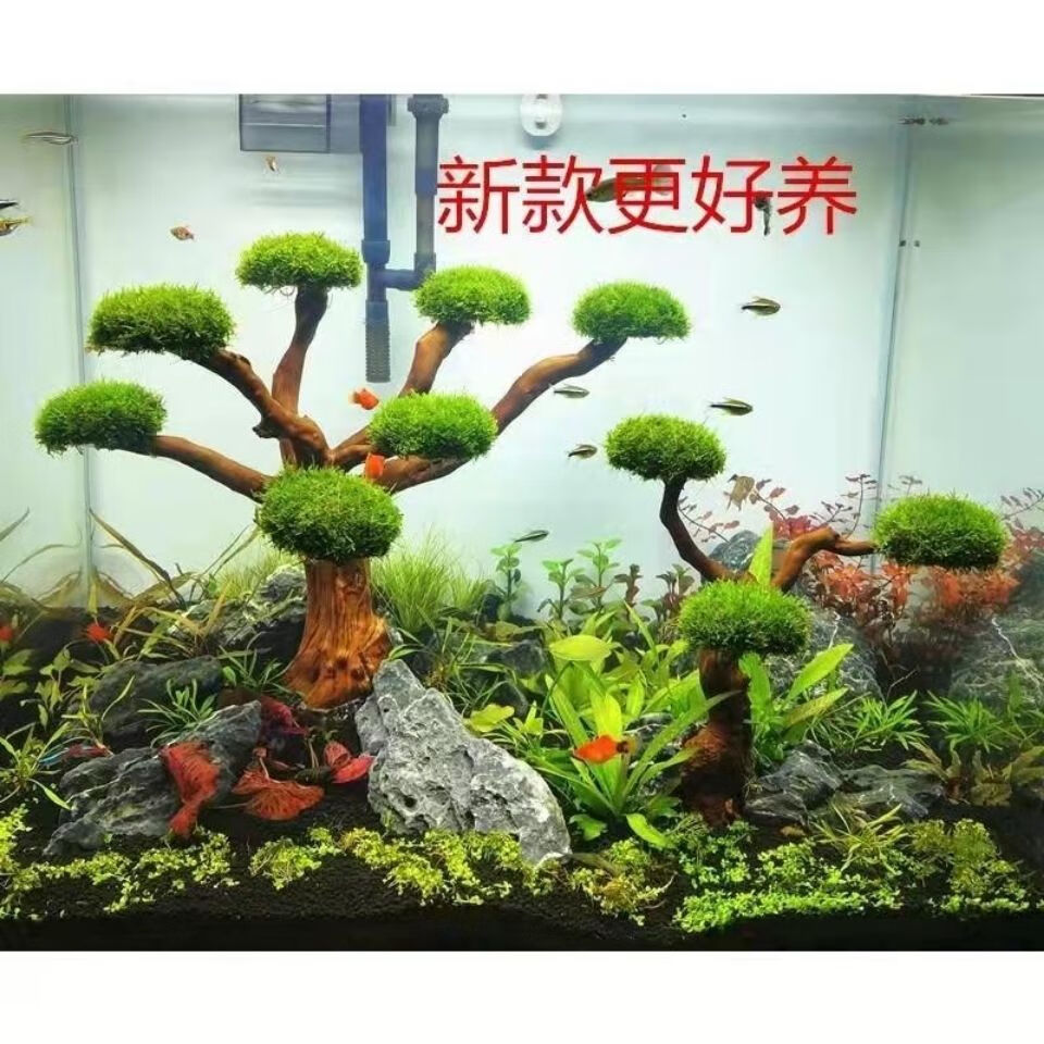 莫斯樹成品懶人造景水族箱魚缸造景迎客松水草活體植物新手好養20釐米