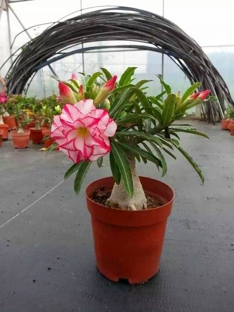 花苗花卉绿植耐旱植物天宝花四季开花盆景蔷薇月季花 沙漠玫瑰新娘