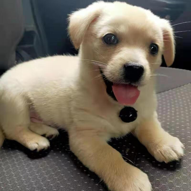 荣郁 中华田园犬家养幼犬土狗小狗混血狗大黄狗纯黑小白狗体活体种狗