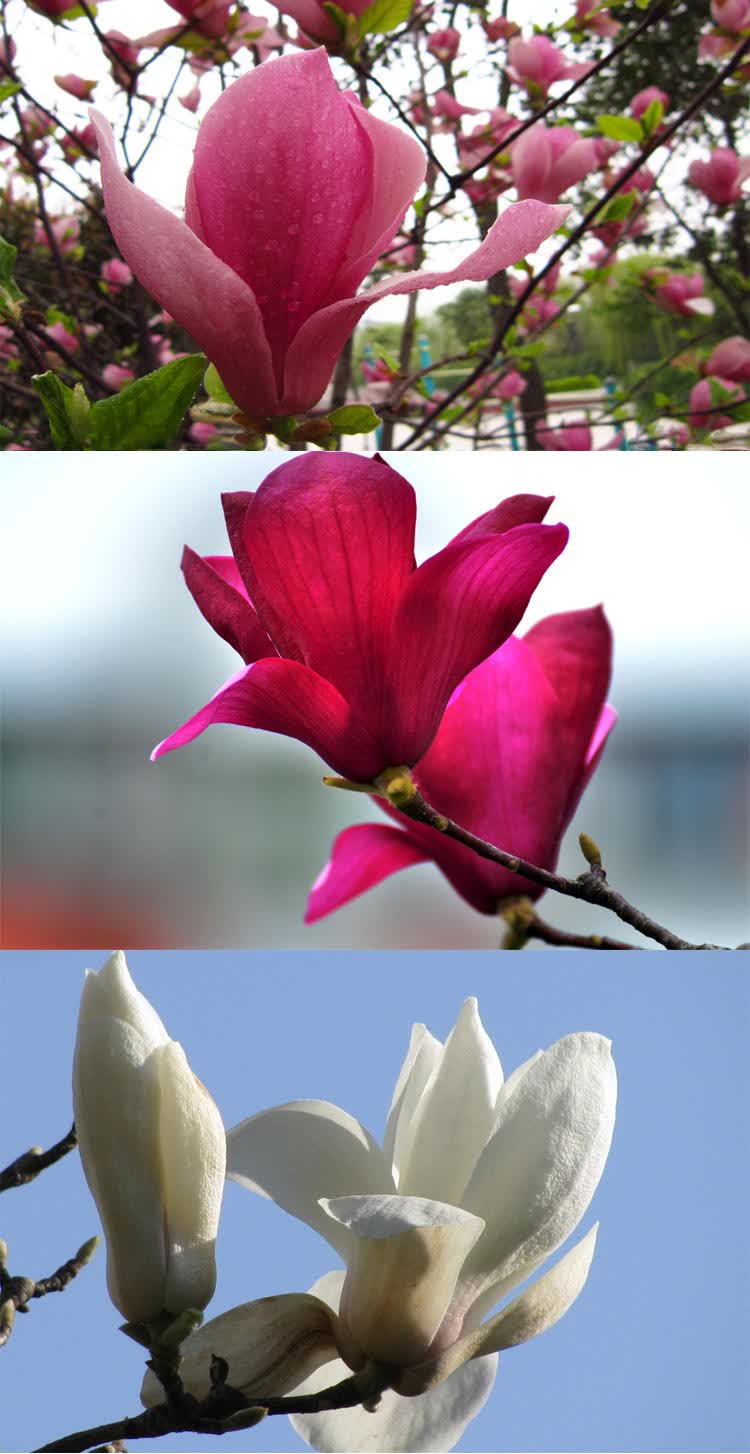 娇红玉兰树苗 白玉兰树苗 黄玉兰树苗 紫玉兰树苗二乔玉兰树苗盆栽地