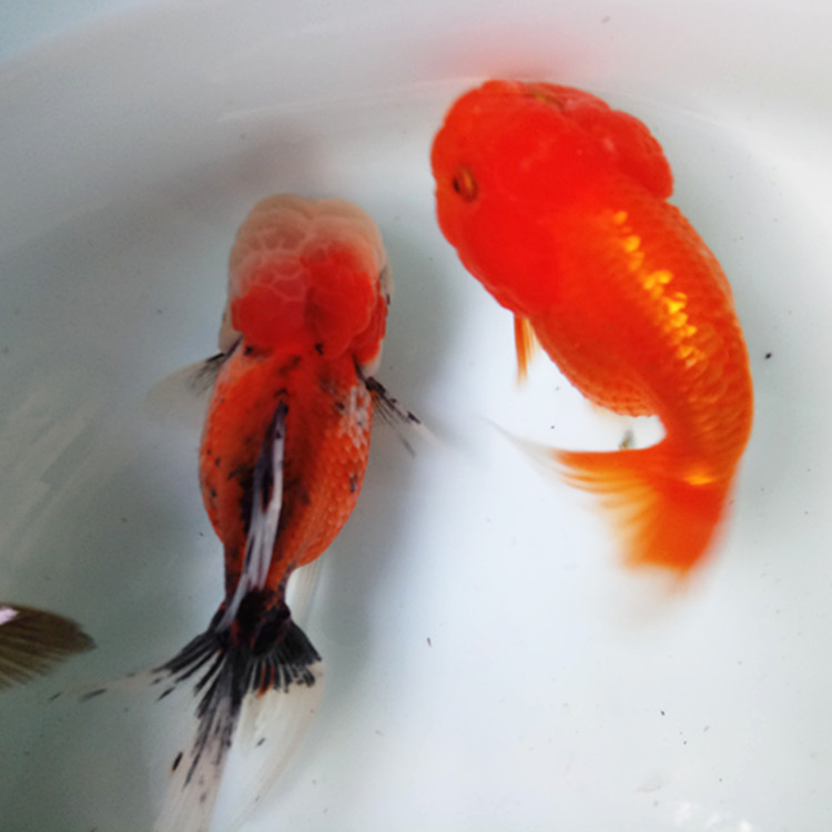 单顶冷水淡水风水鱼国粹活体鱼家养水族馆观赏鱼包活红龙眼910厘米1条