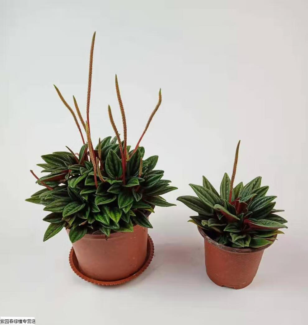 园艺红天使椒草室内植物盆栽办公桌绿植盆栽红天使椒草黑美人迷你盆栽
