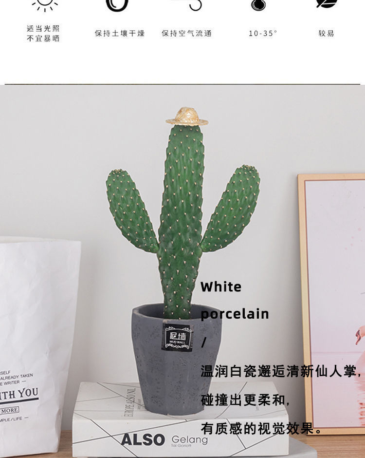 无刺仙人掌类盆栽植物客厅室内外耐旱好养中华掌多肉绿植花卉盆景 -量