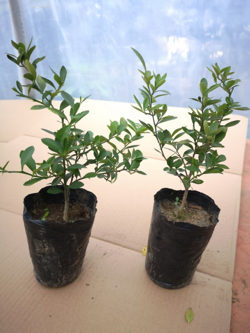 金豆盆景苗杯苗已成活的金豆小苗 金豆杯苗造型苗2棵 带盆栽好【图片